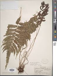 Image result for Amblovenatum opulentum