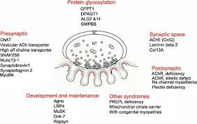 Congenital Myasthenic Syndromes In 2018 Springerlink