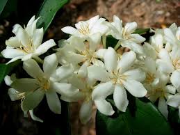 Image result for Coffea zanguebariae