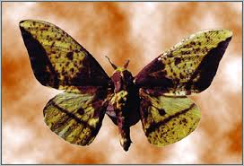 This gives them enough energy to metamorphize into beautiful flying insects. Imperial Moth Caterpillar Eacles Imperialis Magnifica Species Download Scientific Diagram
