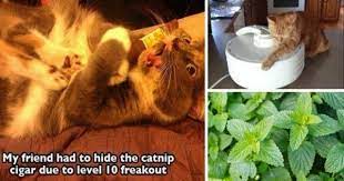 These Hilarious Cats Are High On Catnip Funny Cats Cat Behavior Catnip