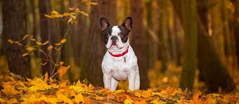 Whole earth farms puppy recipe dry dog food. The Best Dog Food For French Bulldogs Review In 2021