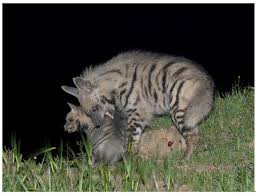 Image result for Hyparrhenia familiaris