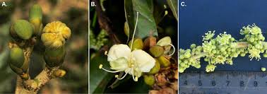 Image result for Anthonotha