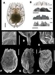 Image result for Oncocalyx bolusii