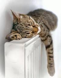 Pin By Dieciseisveranos On Cats Paws And Whiskers Cute Cats Cats Kittens