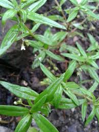 Selanjutnya rumput ini bisa digunakan untuk menyembuhkan penyakit luar. Jual Paket Bibit Rumput Mutiara Isi 5 Tanaman Obat Herbal Di Lapak Kebunonline Bukalapak