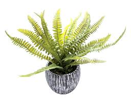 Ferns are foliage plants distinguished from almost all other plants in that they do not produce flowers and seeds but. Alphaacc Mini Potted Artificial Plants Real Looking Plastic Fern Plants With Rustic Black Cement Planter For House Office Desk Decor Buy Online In Moldova At Moldova Desertcart Com Productid 168531853
