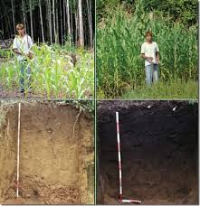 We did not find results for: How To Permanently Improve Your Sandy Soil