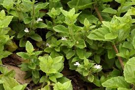 Image result for Clinopodium