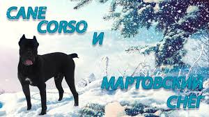 progulka po martovskomu snegu sobaki kane korso derreka canecorso kane korso sobaki i sneg