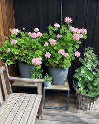 Maybe you would like to learn more about one of these? Top 20 Plants That Love Living In Pots Style Curator