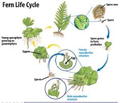 sexual reproduction grade 11 university biology