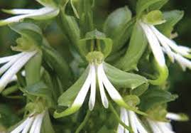 Image result for Bonatea antennifera