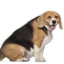 Could this be the world's fattest cat? 11 Fattest Dog Breeds Dogs That Tend To Be Heavy