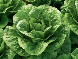 Salatsorten Der Grosse Uberblick Garten Ideen Garten Anbau