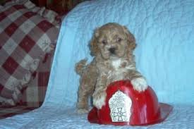 We have been breeding cockapoo puppies for 11 years. Cockapoo Puppies For Sale In Cedarburg Wisconsin Classified Americanlisted Com