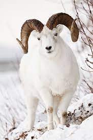 White Ram In Winterlandscape Animals Nature Animals Animals Beautiful