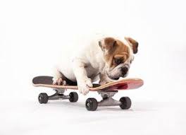 Are you looking for the best way to how to ride a skateboard? How To Train An English Bulldog To Ride A Skateboard Lovetoknow