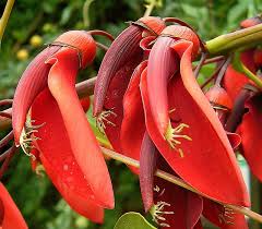 Image result for Erythrina crista-galli