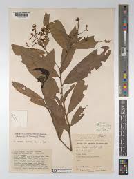 Image result for Campylospermum