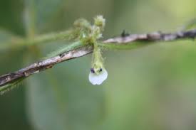 Image result for Teramnus repens