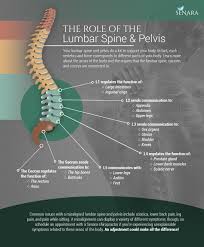Kidney, colon or small intestine are the only possible organs in the area. Chiropractor Peoria The Importance Of Your Lumbar And Sacral Spine