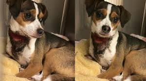 Maybe you would like to learn more about one of these? Family Rushes Dog To Pet Hospital After Picking Him Up From Winter Haven Boarding Facility