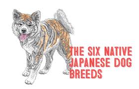In doge talk, the dog is referred to as 'a shibe'. The Six Native Japanese Dog Breeds My First Shiba Inu