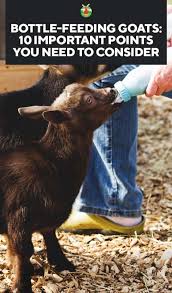 Bottle Feeding Goats 10 Important Points You Need To Consider