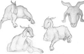 Animal Drawings Goat Art Animal Drawings Animal Sketches