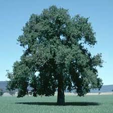 Image result for Brachychiton populneus