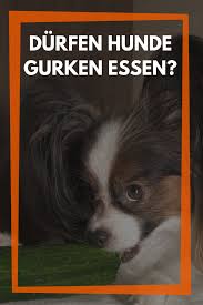 Durfen Hunde Gurken Essen Wie Grune Salatgurken Und Saure Gurken Gurke Hunde Ernahrung Hunde