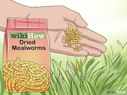 Check spelling or type a new query. How To Feed Wild Baby Ducks 11 Steps With Pictures Wikihow