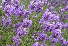 Edible lavender flowers near me. Culinary Lavender Whats Cooking America