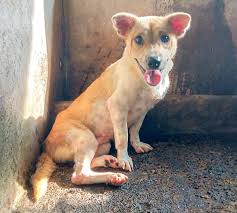 Your generosity is what keeps us alive, and able to rescue and care for many abused and abandoned dogs. R0egnaafusz8lm