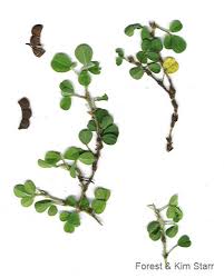 Image result for Grona triflora