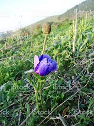 Blue Anemone Flower With Bud In Green Grass Anemone Flower Flower Photos Anemone