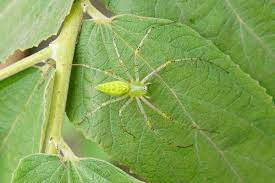 Found in shrubbery and hedgerows, cucumber spiders are most commonly seen in the uk from april to october. Peucetia Viridans Wikipedia