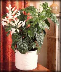 Image result for Whitfieldia brazzae