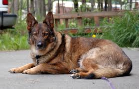 Looking for a german shepherd dog puppy or dog in michigan? Gerberian Shepsky 101 All About The German Shepherd Husky Mix