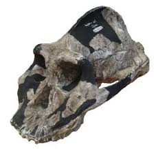 Resultat d'imatges de aethiopicus