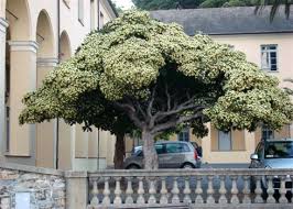 Image result for Pittosporum