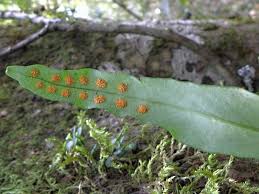 Image result for Lepisorus schraderi