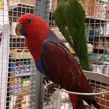 Test adn et tous les documents de santé disponibles si il vous plaît ne hésitez pas à me contacter. Perroquet Eclectus Apprivoise Femelle