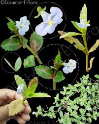 Image result for Linderniaceae