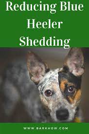 Reducing Blue Heeler Shedding Blue Heeler Dogs Blue Heeler Australian Cattle Dog Red