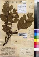 Image result for Fadogia tomentosa