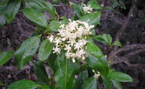 Image result for Psydrax