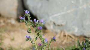 Image result for Blepharis acanthodioides